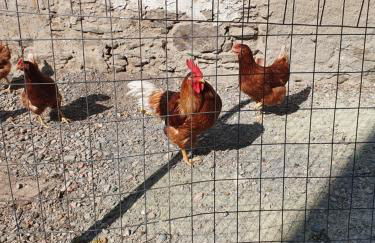 Mareinhof Vetzan-Apples,apartments&more - Foto 21