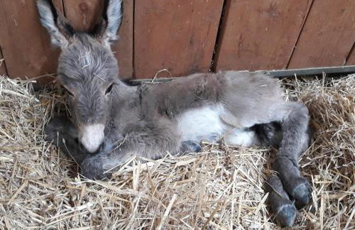 la Roulotte du Cos - Foto 9