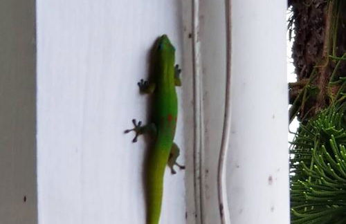 Ohana Beach Retreat at the Surf and Racquet Club - Foto 47