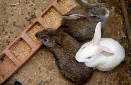 Turisme Rural Ca l,Anguila - Foto 53