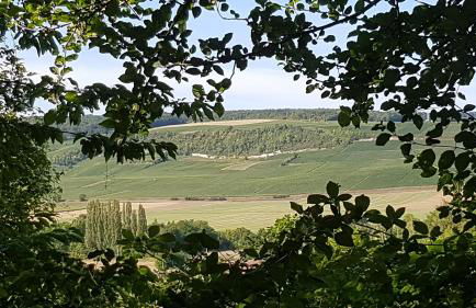 Enjoy en Champagne maison calme au milieu du vignoble avec parking gratuit - Foto 17