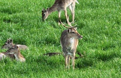 Das Blaue Haus - Foto 11