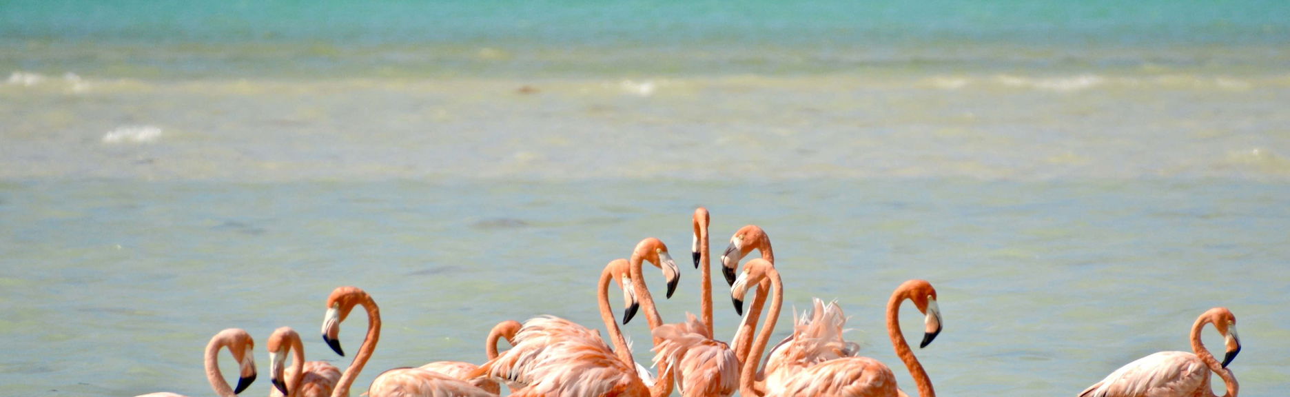 Isla Holbox Day Trip - Foto 1