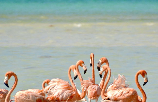 Isla Holbox Day Trip - Photo 1