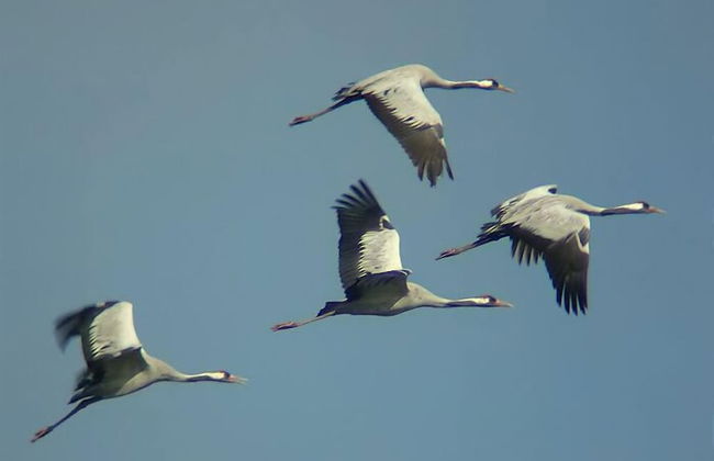 La Casa Rural Cortijo del Zoco Bajo - Foto 33