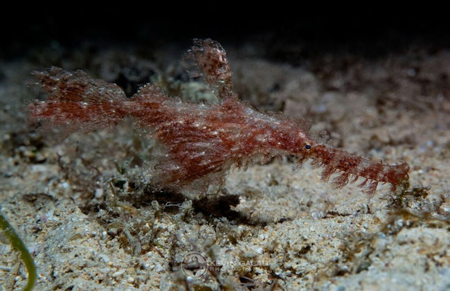 BADLADZ Staycation Condos - Foto 65