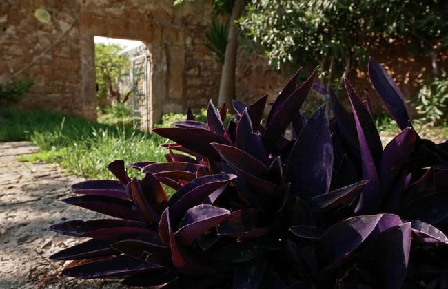 Masseria Maccarone - Photo 31