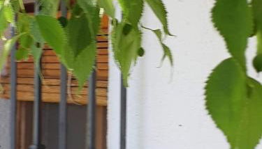 Cortijo Balzain - Foto 2