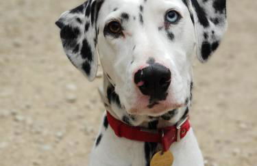 Tiny home whole flat beach cabin - Foto 6