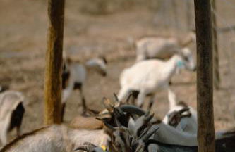 Herdade Vale de Cabras - Foto 24