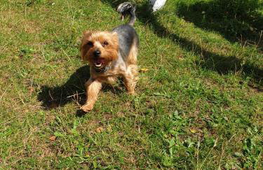 Błękitny Domek - Tleń - Bory Tucholskie - Foto 14