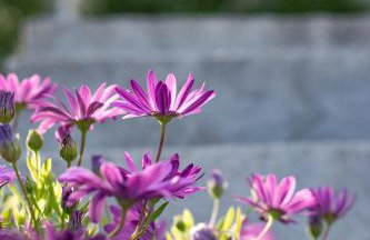 Όνειρο Dream - Foto 22