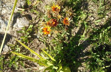 Casa Do Fiscal - Foto 41