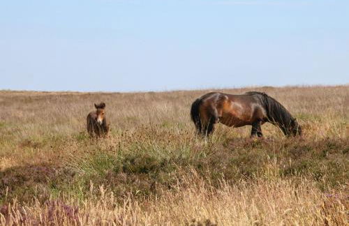 Watermouth Castle, Rhododendron Apartment - Foto 55