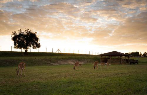 Zagroda Nad Kotelnią - Foto 58