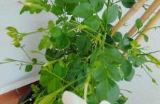 Apartamento Plumaria - Photo 6