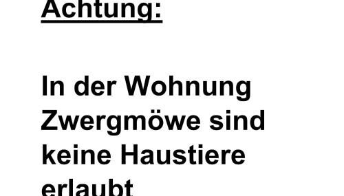 Apart Zwergmöwe - Foto 5