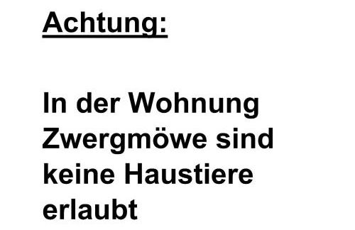 Apart Zwergmöwe - Foto 5