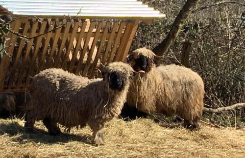 Hen-Coop Inn Appartement mit zwei Schlafzimmern & Netflix - Photo 26