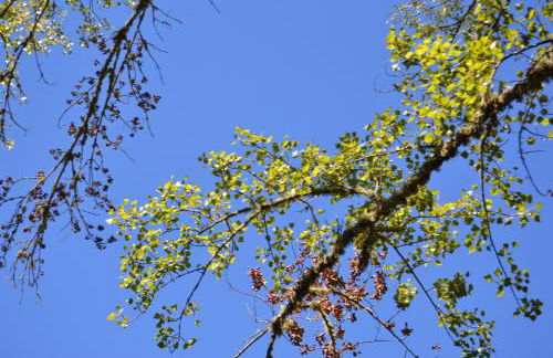 Nature Space Jabugo - Foto 15