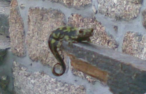 Turismo Rural Macieira Brava - Foto 41