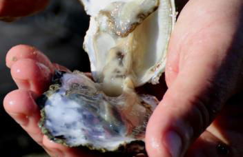 Résidence Les Iles - Photo 26