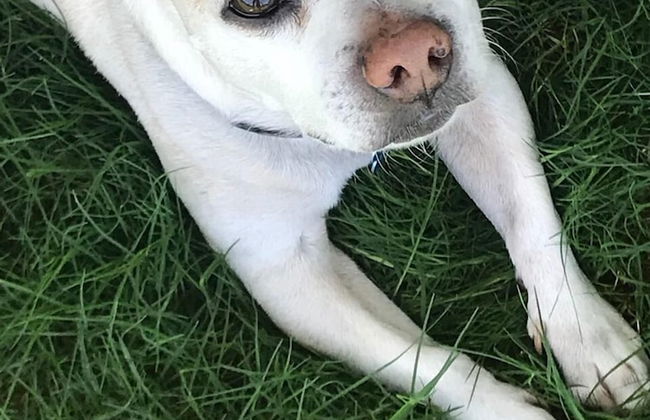 The Colony House Palm Springs - Foto 19