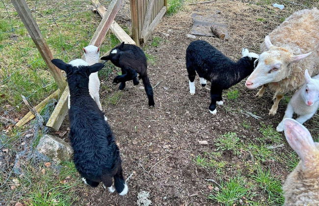 3 Person Holiday Home in Molnbo - Foto 6