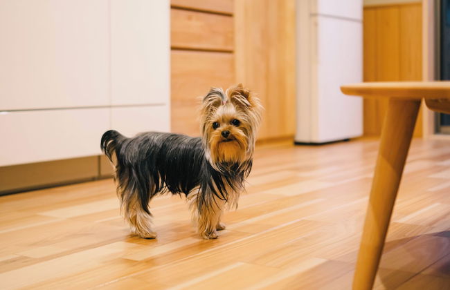 Miro Fushimiinari Tei North - Foto 12