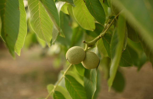 Villa Demeter Country Haus - Foto 21