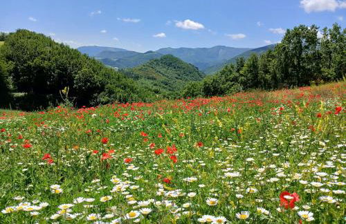 Agriturismo del Frontino - Lo Studio - Foto 27