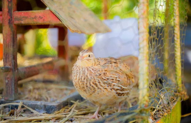 Hotel Fazenda Costelão - Photo 9