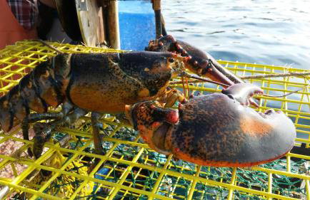 Log Cabin on Saltwater Cove - Foto 27