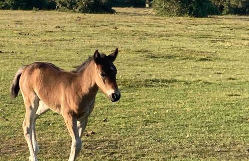 Holmans NEW FOREST - Photo 16