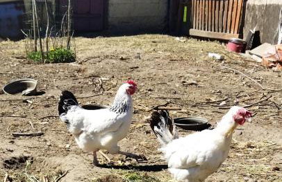 Sołtysówka - Foto 20