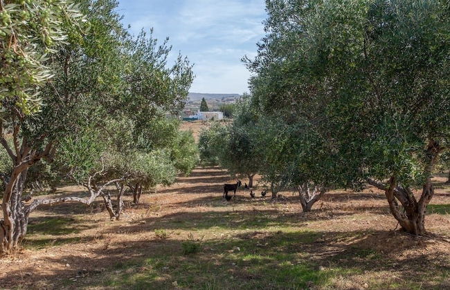 Olive Tree Farm - Foto 40