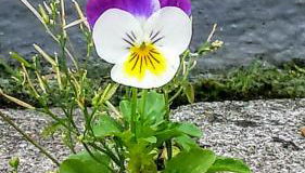 Mach mal Pause bei Geni & Bernd - Foto 5