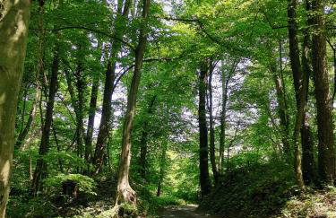 Forest paradise - Photo 4