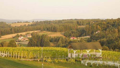 Winnica Sztukówka - Foto 4, Garden