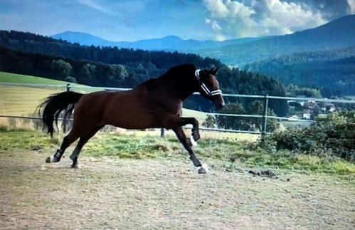 Ferienwohnungen Woferlbauer - Foto 16