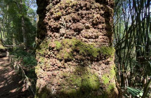 Casa Bambu Floresta Amada - Photo 31