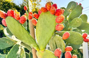 Villa Rosa del mare - Villa fronte mare con giardino privato e terrazza vista mare - Foto 73