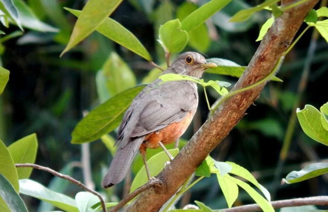 RECANTO DOS COMPADRES - Foto 47