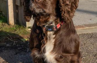 Modern 2 bed pet friendly Bungalow near countryside and a short drive to seafront- with large private garden by Catchpole Stays - Foto 6