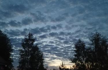 sosnowelowe - Foto 76