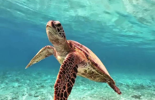 Snorkelling in a Turtle Sanctuary - Photo 7