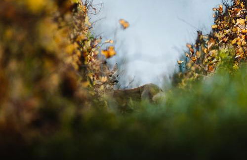 Azzurro Mountain Lodge - Foto 54