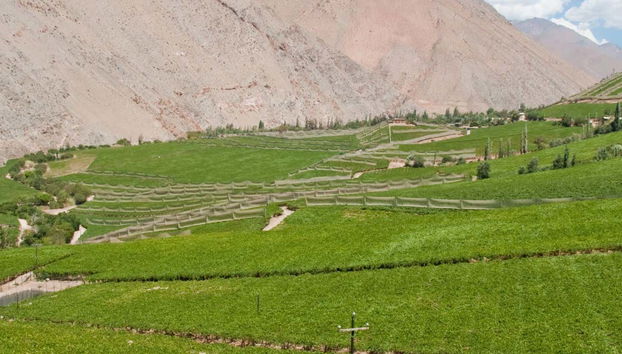 Tour del pisco por el Valle del Elqui