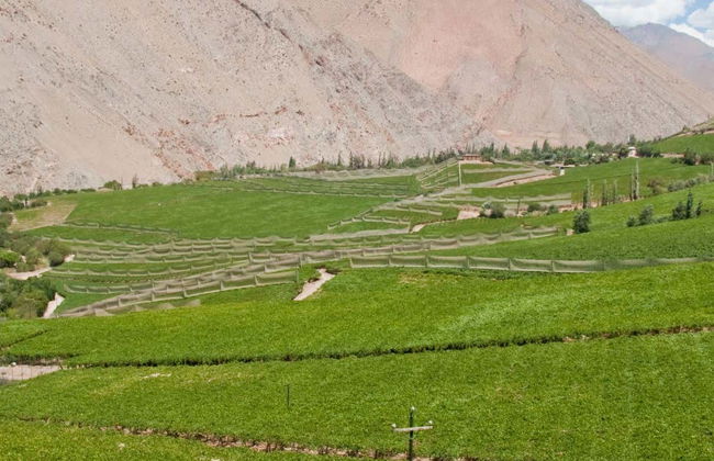 Tour del pisco por el Valle del Elqui - Foto 4