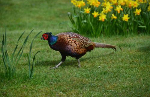 Ferienhaus Uferweg - Foto 33